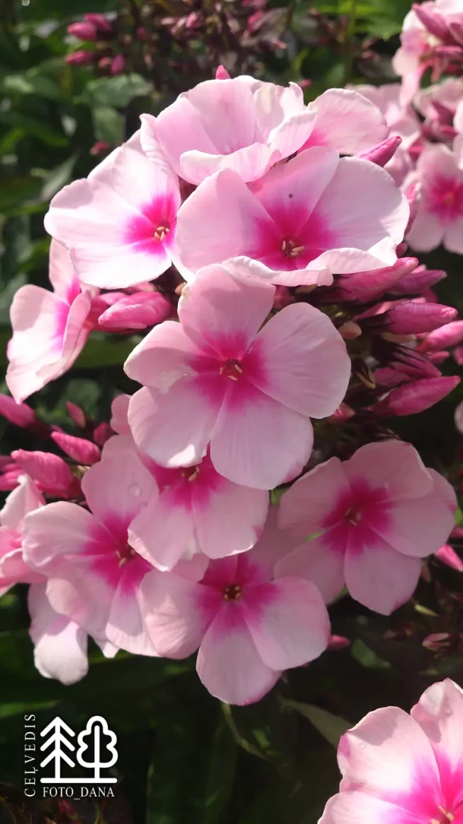 Phlox paniculata   'Bright Eyes'